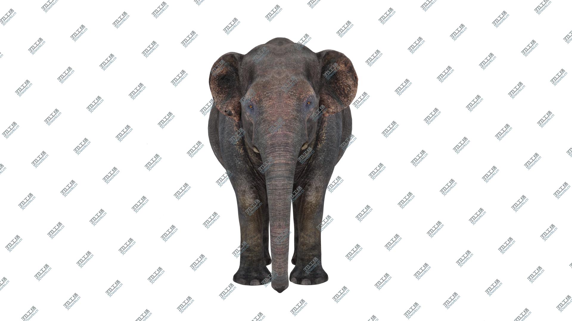 images/goods_img/202104093/3D model Asian Elephant/4.jpg